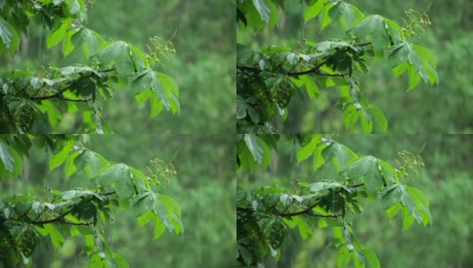 雨点落在栗树(板栗，壳斗科)在公园或森林的白天时间。绿叶在春天的雨里。降雨量树高清在线视频素材下载