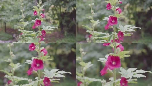 粉红色的锦葵在模糊的绿色背景上，马尔vas在一个有机的花园里开花高清在线视频素材下载