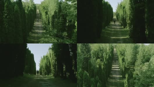 4K俯视图的人在森林或花园的树木中独自行走。孤独的男孩走在林间的小径或人行道上，林间有高大的绿树。阳光。慢动作高清在线视频素材下载