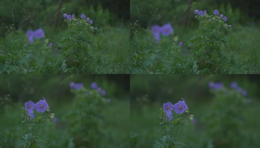 小亚麻丛和独立的花朵在微风中摇曳高清在线视频素材下载