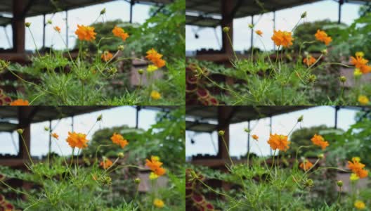 黄硫菊，药用食用开花植物高清在线视频素材下载