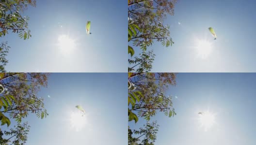 滑翔机在头顶飞行，手持视频高清在线视频素材下载