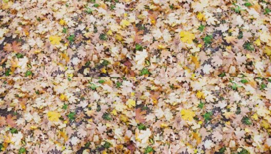 枯黄的秋叶一片片五颜六色地躺在地上，慢悠悠地移动着高清在线视频素材下载