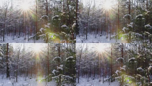 在阳光的映衬下，森林里的一棵小圣诞树上的雪做成的帽子。美丽的冬季森林，霜冻的日子高清在线视频素材下载