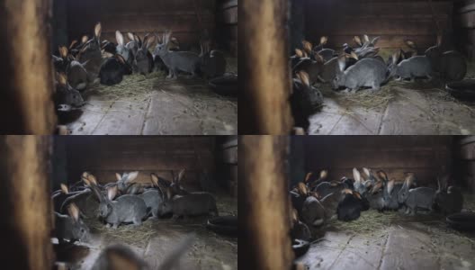 一群年轻的长耳兔子在村庄的谷仓里吃干草。主题是农业和养兔高清在线视频素材下载