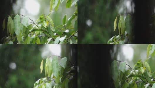 在丛林里下着雨高清在线视频素材下载