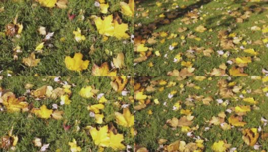 在加拿大多伦多的秋天，晒干的植物和树木随风摇曳高清在线视频素材下载