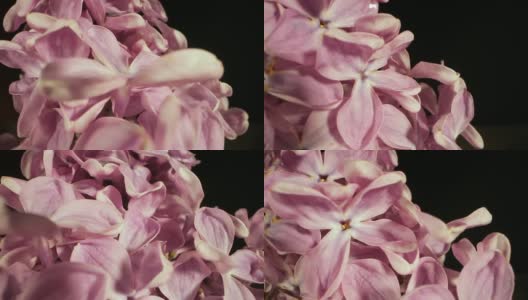 丁香的花朵在春天光彩芬芳的绽放高清在线视频素材下载