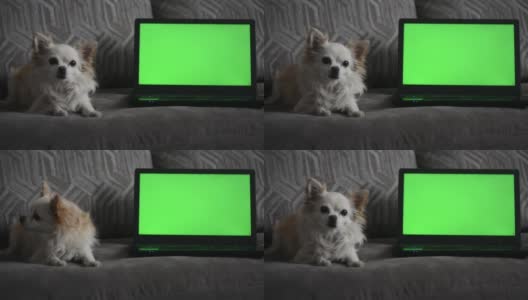 一只小吉娃娃狗，躺在客厅沙发上的一台带绿色屏幕的笔记本电脑前。高清在线视频素材下载