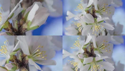 杏花盛开在一个水平时间推移4k视频蓝色背景。放大梅花在春天开花的视频。高清在线视频素材下载