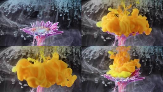 五彩的颜料墨流成一朵花高清在线视频素材下载