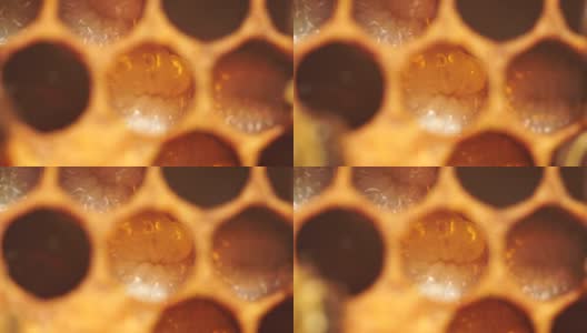 较老的幼虫在开放的细胞。蜜蜂窝高清在线视频素材下载