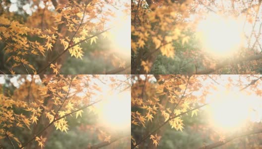 淘金:冬日里黄色枫叶间的阳光高清在线视频素材下载