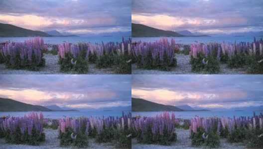 羽扇花紫花伴黄昏山水高清在线视频素材下载