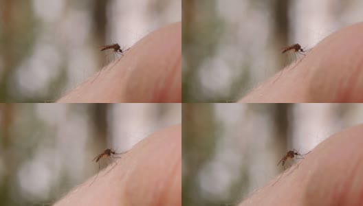 蚊子吸人皮肤的血高清在线视频素材下载