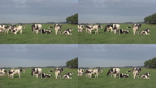 奶牛在牧场上吃鹅肝，草地，荷兰，4K高清在线视频素材下载