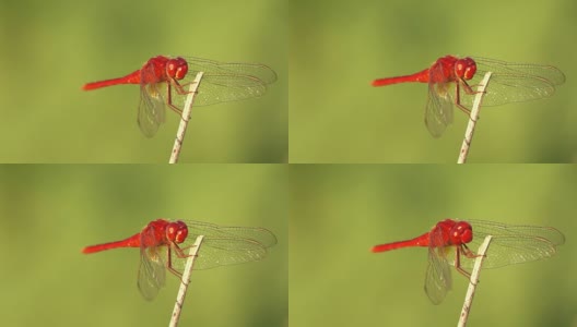 蜻蜓看着相机的慢镜头高清在线视频素材下载