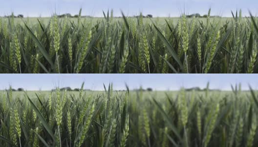耕地中的小麦和谷类高清在线视频素材下载