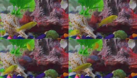 彩色水族馆里水下的鱼高清在线视频素材下载