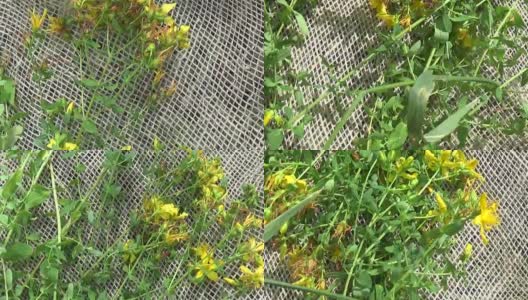 在粗麻布上采集的圣约翰草。夏季药用植物的收获。全景运动摄像机与斯坦尼康高清在线视频素材下载