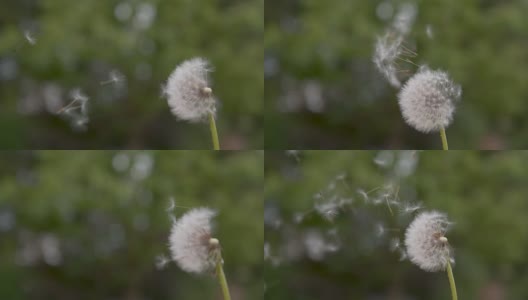 慢镜头，自由度:蒲公英茎上蓬松的白色颗粒飞走。高清在线视频素材下载