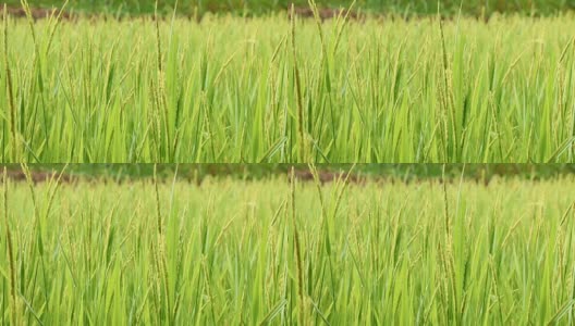 绿色的稻田高清在线视频素材下载
