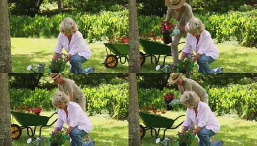 退休夫妇一起园艺高清在线视频素材下载