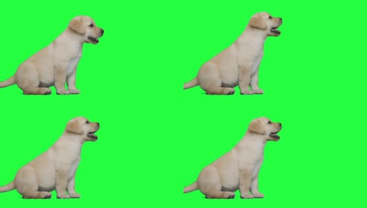 一只拉布拉多犬坐在绿色屏幕上高清在线视频素材下载