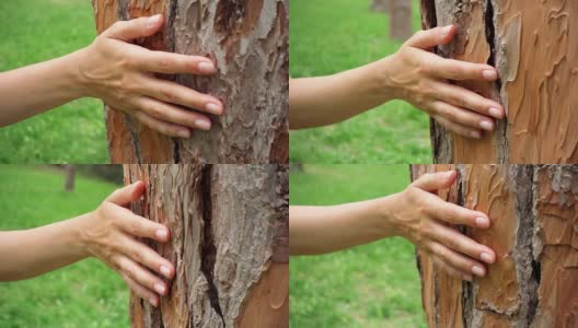 女人的手在一棵老树上慢动作地滑动。女性手触摸树干的硬壳表面高清在线视频素材下载