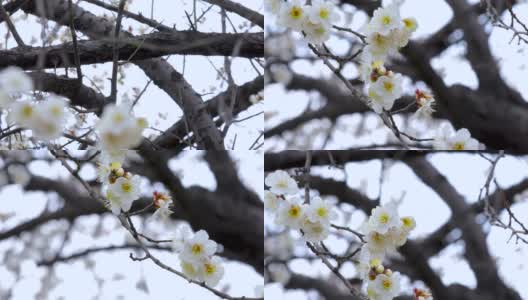 冬天，早春，梅花，开花，白梅高清在线视频素材下载