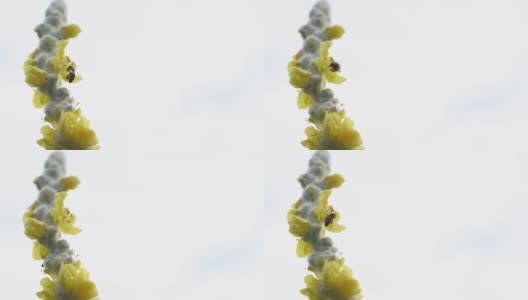 蜜蜂降落在黄色的花上，上面覆盖着毛蕊花，背景是明亮的白色云雾高清在线视频素材下载