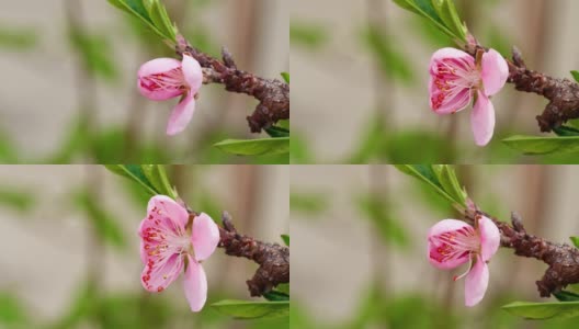 粉红桃花从半花到盛开的时间间隔镜头，4k视频，侧视图，红色雄蕊特写。高清在线视频素材下载