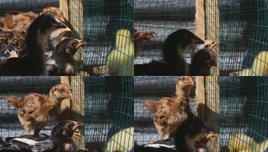 铁笼里的小鸡高清在线视频素材下载