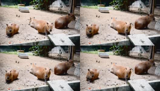 世界上体型最大的啮齿动物Capybara或Carpincho是非洲的一种啮齿动物。舒服的休息高清在线视频素材下载