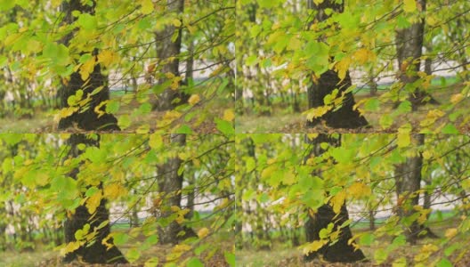阳光透过银杏树的叶子。近距离高清在线视频素材下载