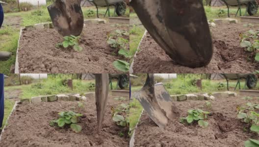 近距离铲挖掘周围的草莓幼苗种植。高清在线视频素材下载