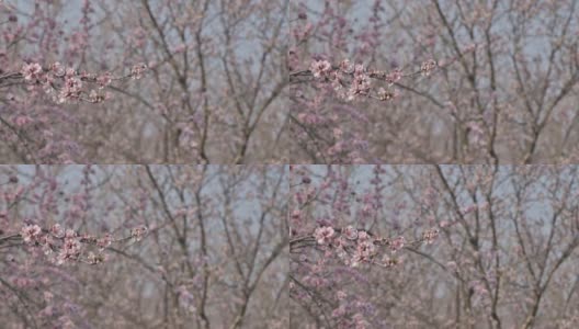 慢镜头:在摩尔多瓦春天的强风中盛开的杏树粉红色的花朵高清在线视频素材下载
