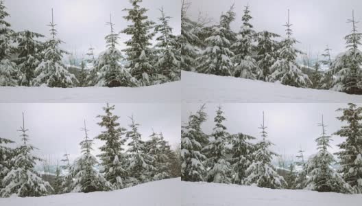 在雾蒙蒙的天气里，喀尔巴阡山脉上覆盖着白雪和杉树的小草地高清在线视频素材下载