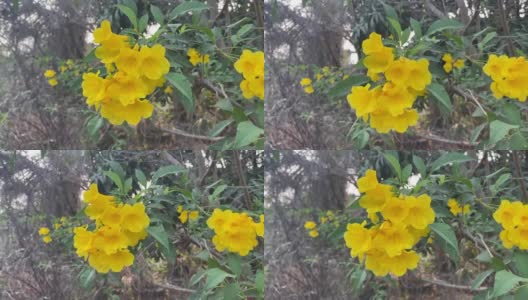 在自然花园里的黄色Tecoma stans花高清在线视频素材下载