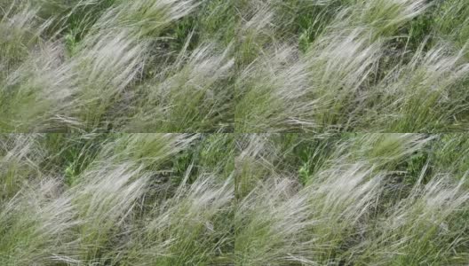 被称为墨西哥羽毛草的蒲苇随风摇摆高清在线视频素材下载