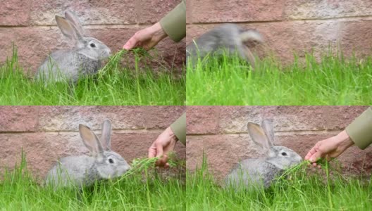 孩子们在绿色的草坪上牵着一只灰色的兔子，喂它吃草。长耳兔。宠物高清在线视频素材下载