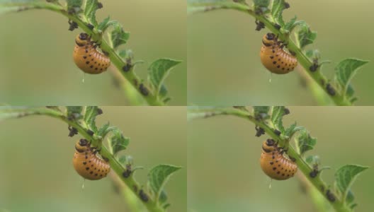 一只橙色的科罗拉多马铃薯甲虫幼虫坐在马铃薯灌木上高清在线视频素材下载