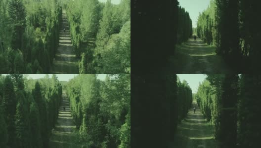 西装革履的人独自穿过森林或花园的树木。孤独的男孩走在林间的小径或人行道上，林间有高大的绿树。慢动作无人机摄像机高清在线视频素材下载
