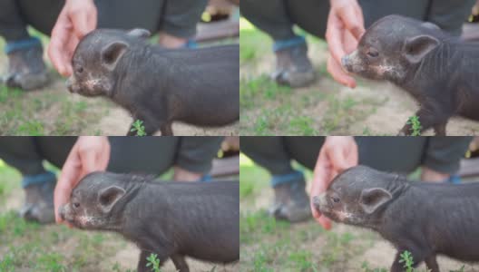 小猪在农民农场花园带来了健康、田园风光、动物园高清在线视频素材下载