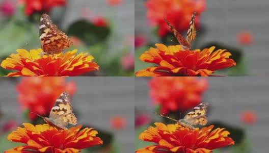 橙色的花朵上有一只美丽的蝴蝶，翅膀被撕裂了。一只美丽的黑橙相间的蝴蝶坐在鲜艳的橙色百日菊上喝着花蜜高清在线视频素材下载