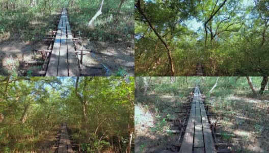红树林沿着热带雨林的绿色水域，在热带湿地地区的热带红树林树根高清在线视频素材下载