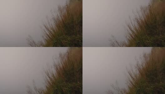 在雾天，小草的花朵在风中缓慢地飘动高清在线视频素材下载