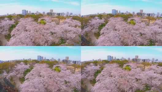 樱花盛开，福冈城市的城市景观，从福冈城堡，福冈市。Pan-shot高清在线视频素材下载