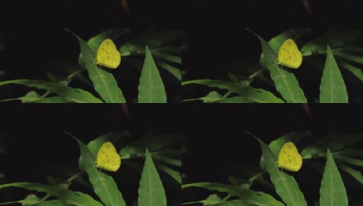 热带雨林中的黄蝴蝶。高清在线视频素材下载