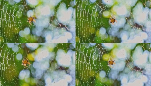 泰国森林里的蜘蛛(霍塞尔特的刺蛛)在网上清理自己。高清在线视频素材下载